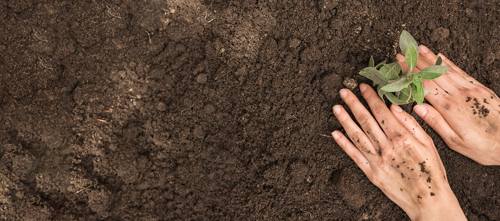 Ayuda a purificar el aire y crear hábitats naturales.
